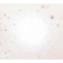 Yo La Tengo - There's a riot going on - Limited edition orange vinyl - LP